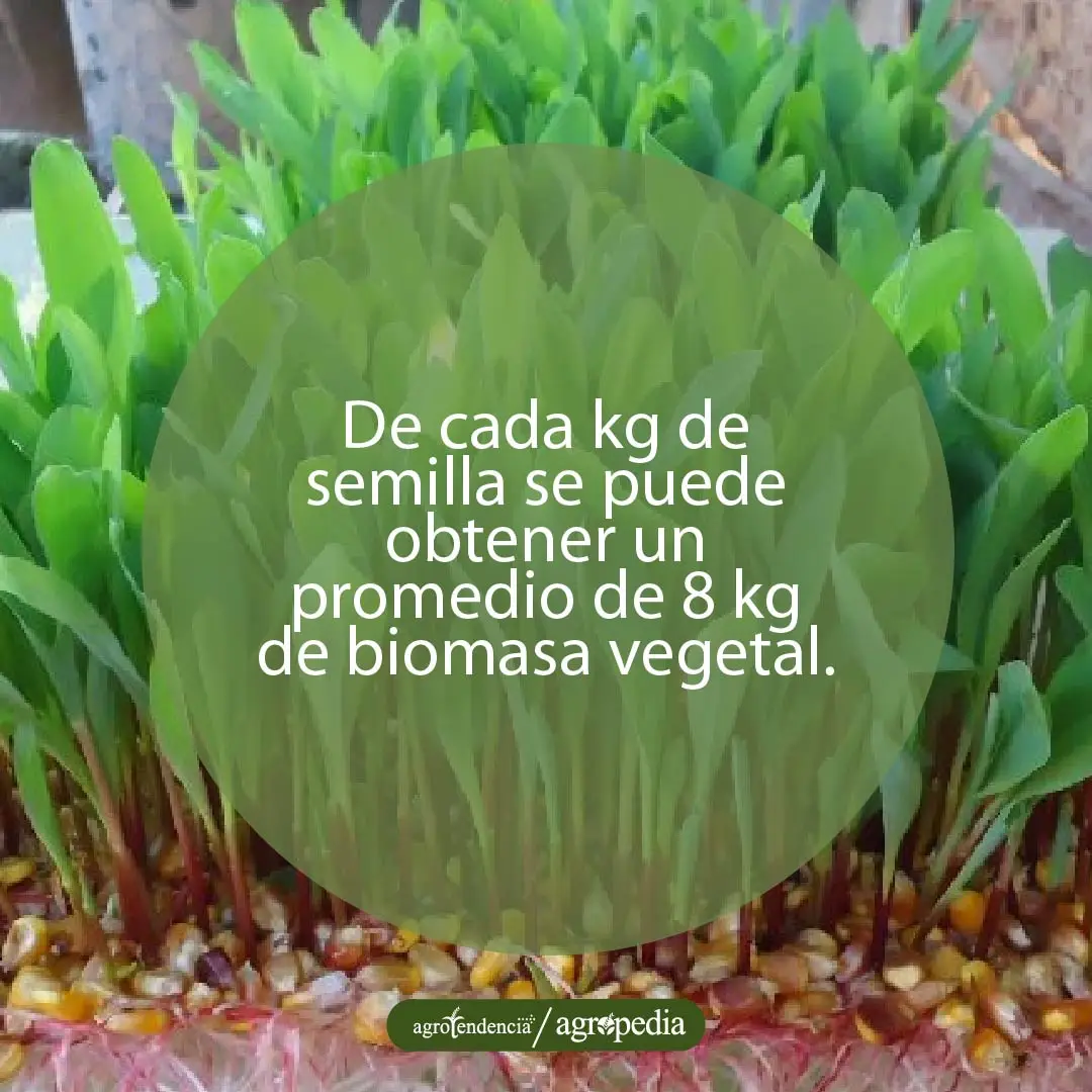 semillas de maíz germinadas como forraje verde hidropónico