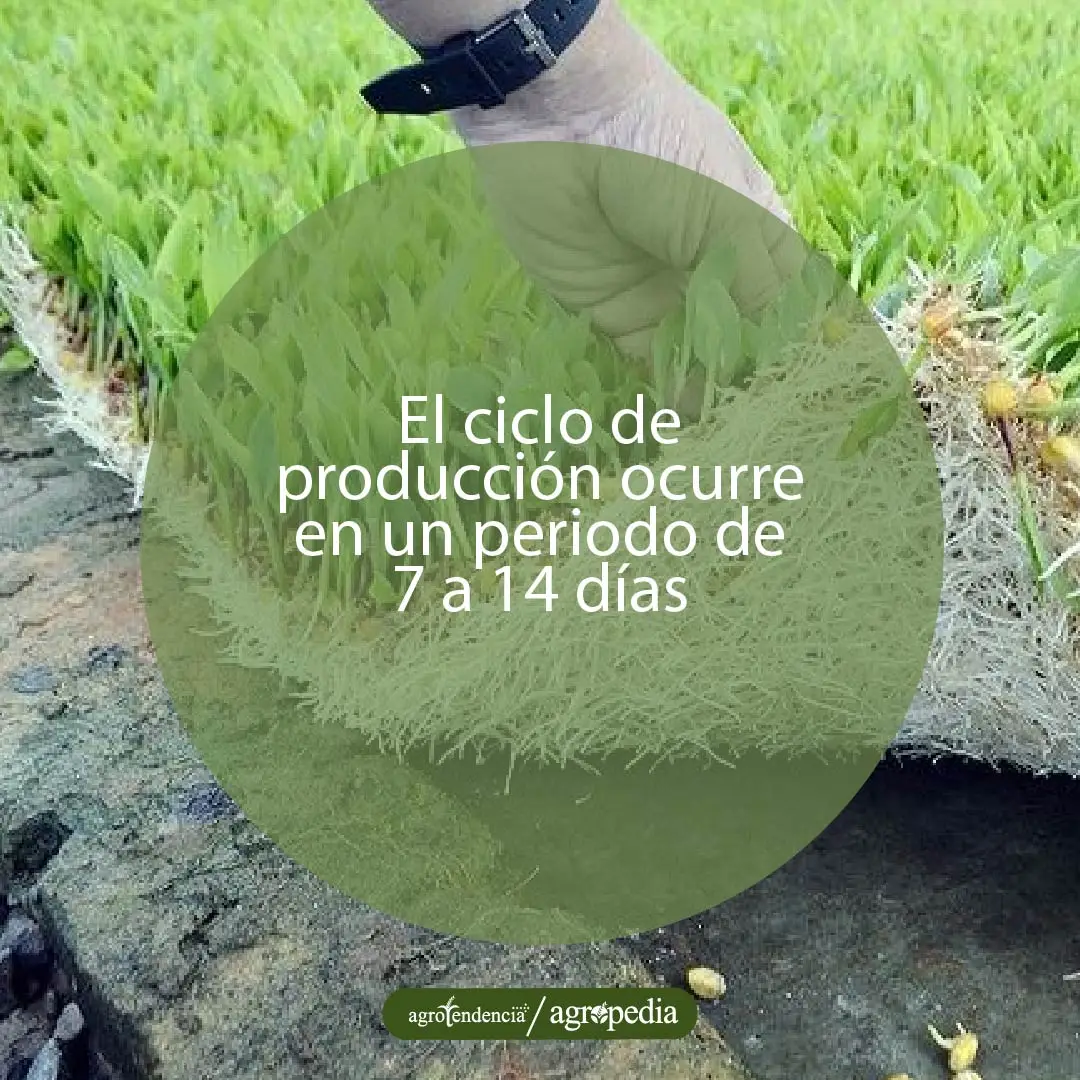 mano agarrando forraje verde hidropónico
