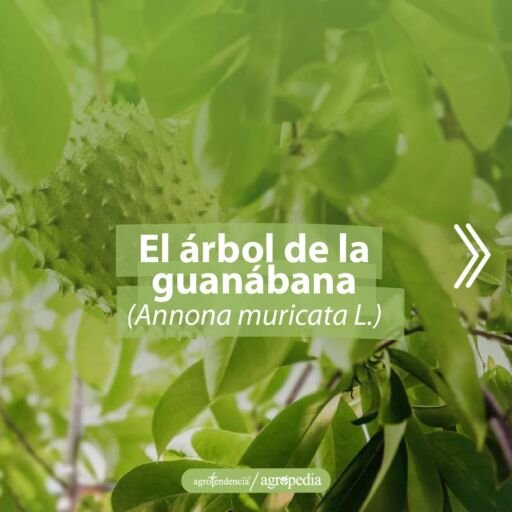una fruta de guanábana y hojas