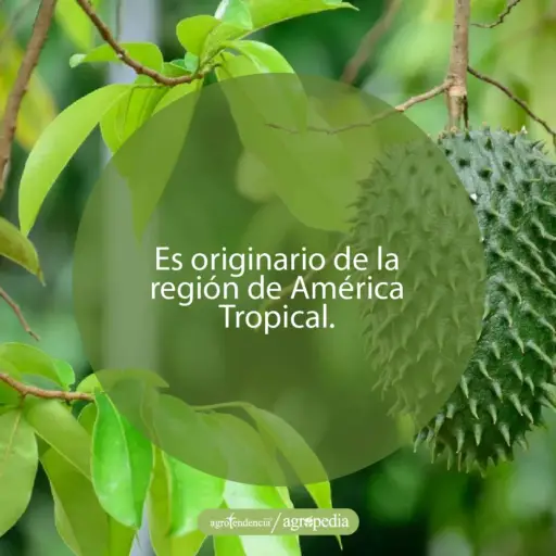 ramas y una fruta de guanábana colgando