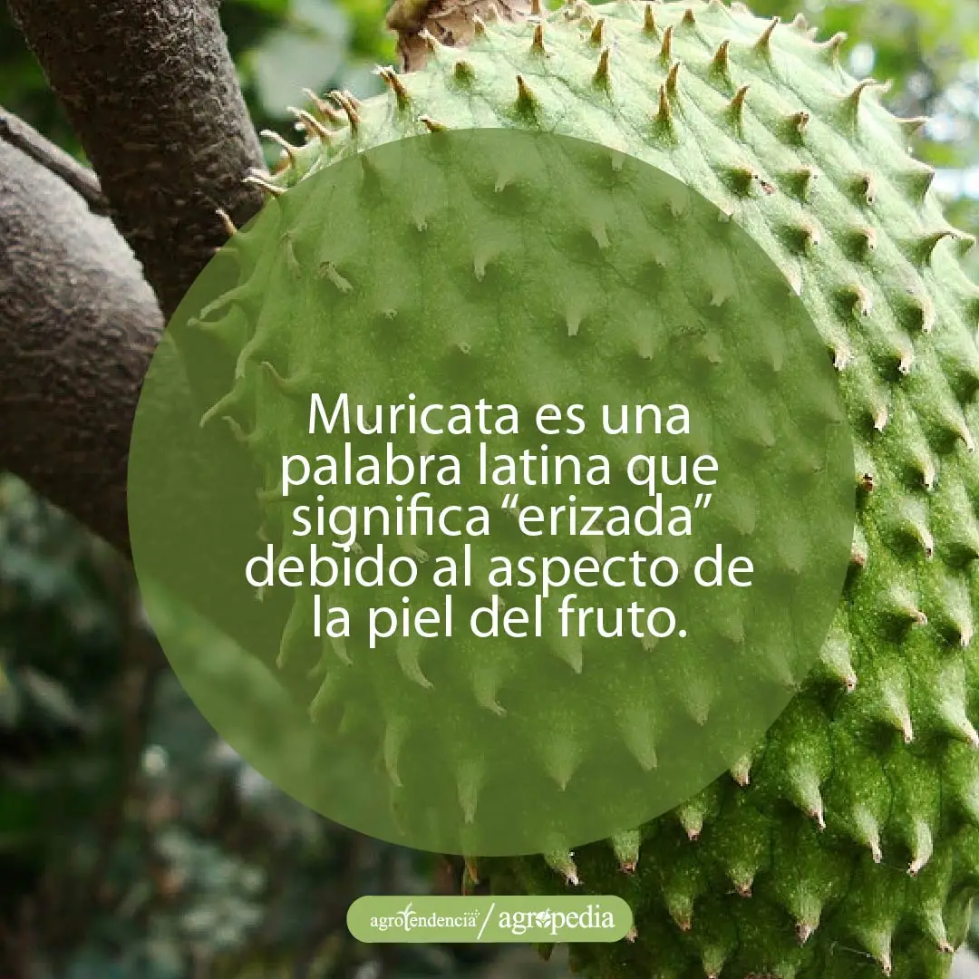 significado-de-muricata una guanábana