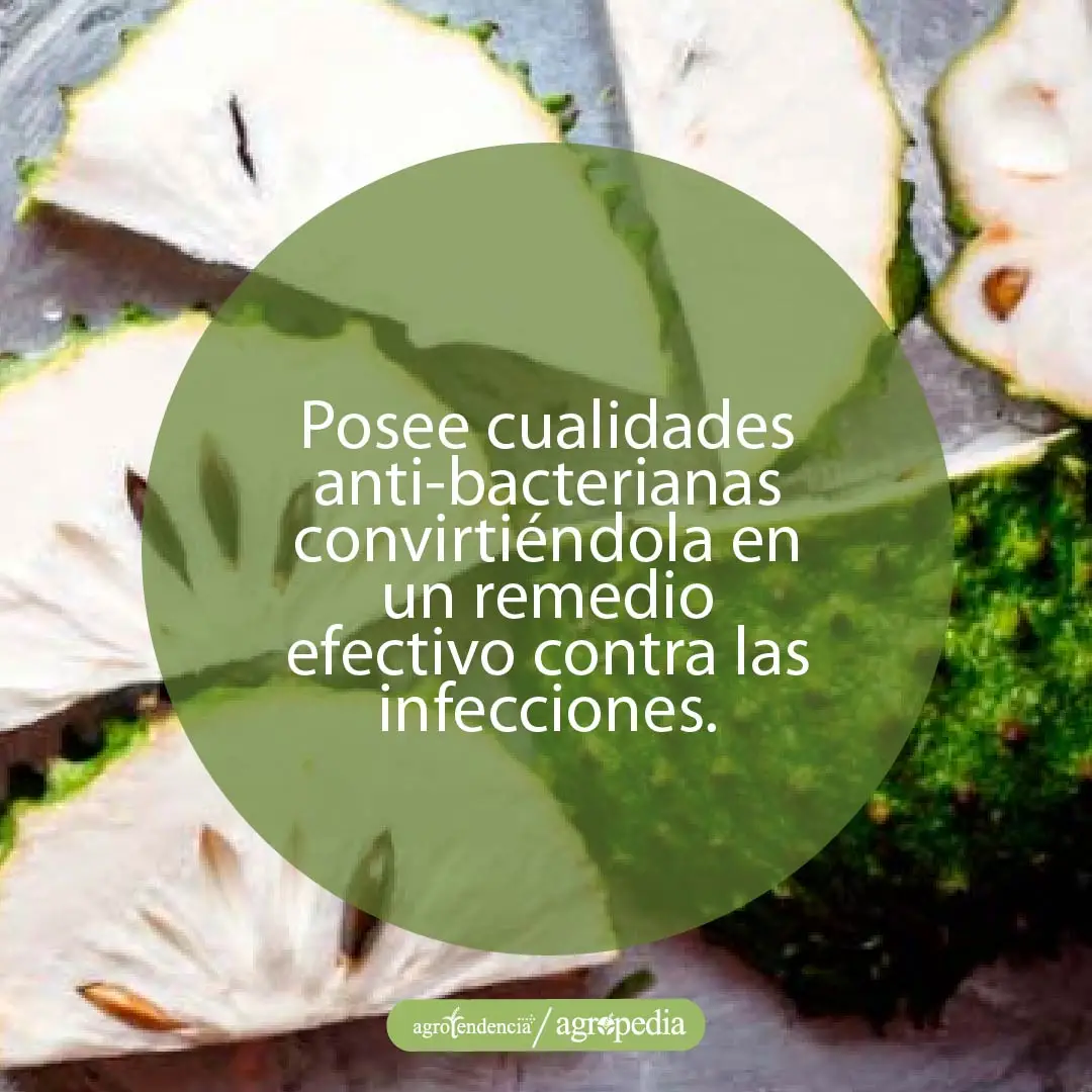 cualidades-anti-bacterianas-de-la-guanábana trozos de guanábana