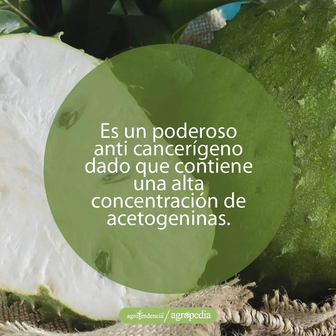 guanábana-poderoso-anti-cancerígeno una guanábana picada por la mitad