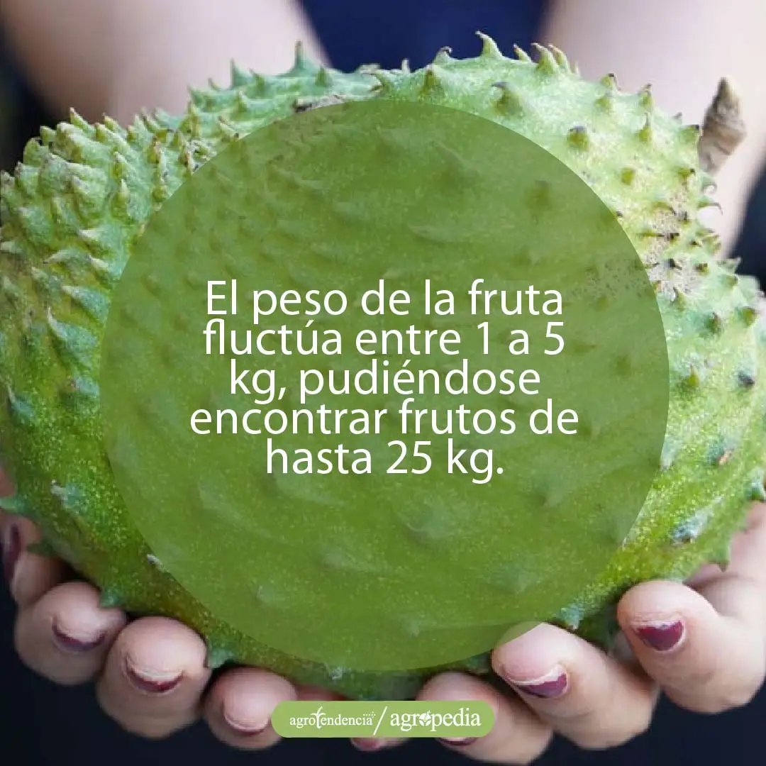 peso-de-la-guanábana manos sosteniendo una fruta de guanábana