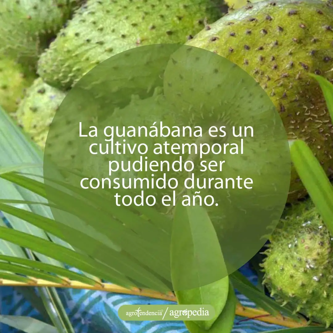 consumo-de-la-guanábana guanábanas sobres superficie azul
