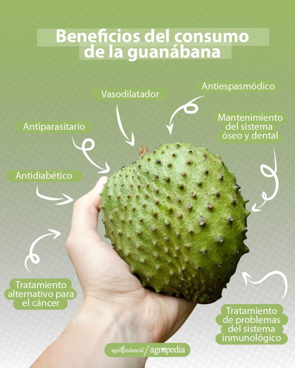 beneficios-de-la-guanábana una mano con una guanábana