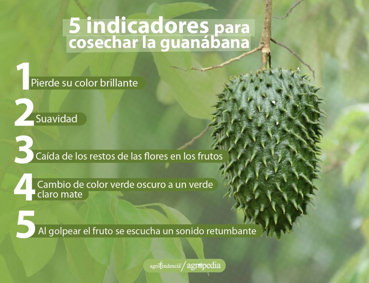 indicadores-para-cosechar-la-guanábana Una guanábana colgando