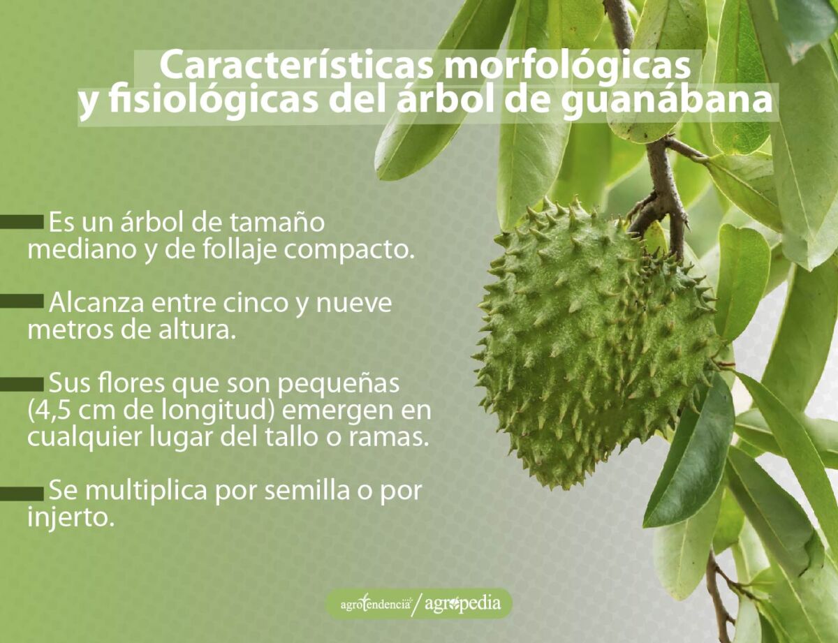 características-del-árbol-de-guanábana Rama con hojas y fruta de guanábana