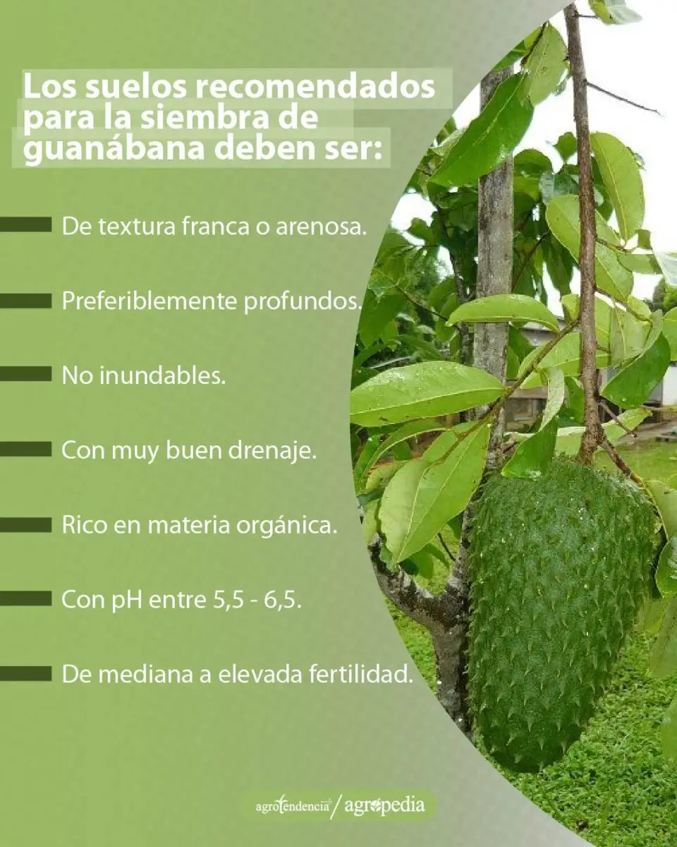 características-de-los-suelos-para-sembrar-guanábana una guanábana colgando de la planta