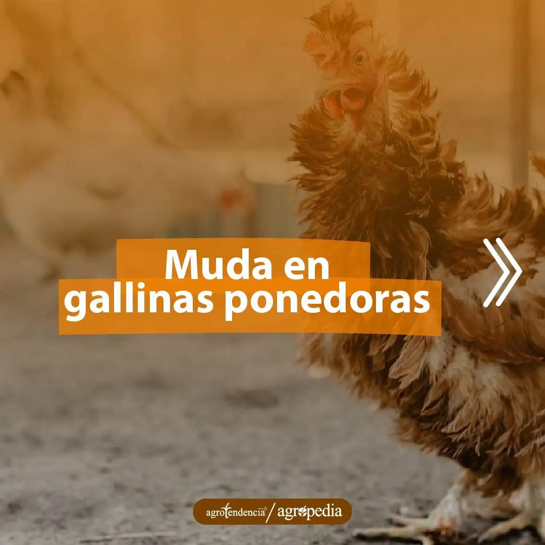 Gallina erizada