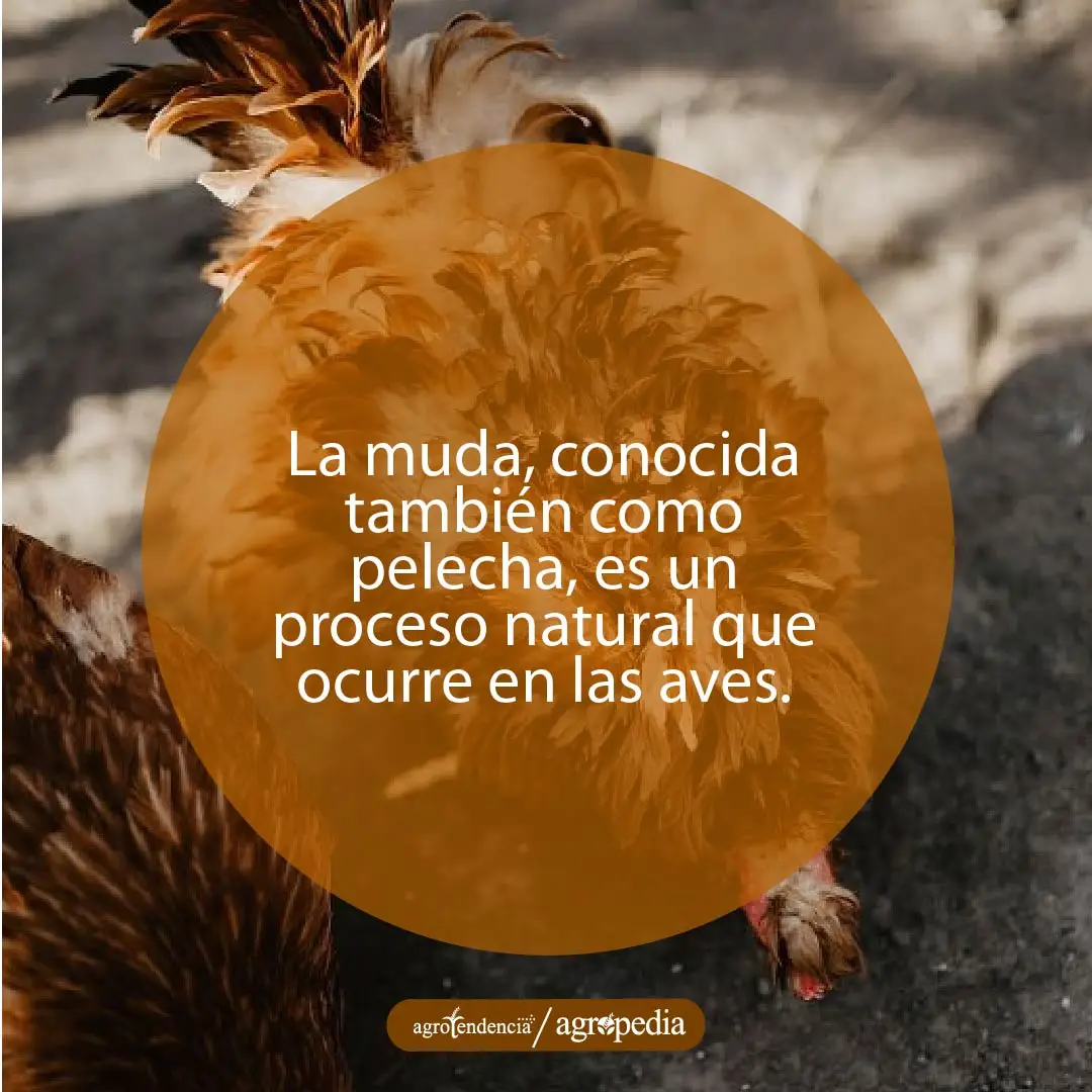 una gallina con desplume