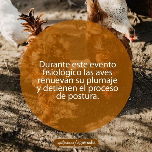 grupo de gallinas y una mudando plumas