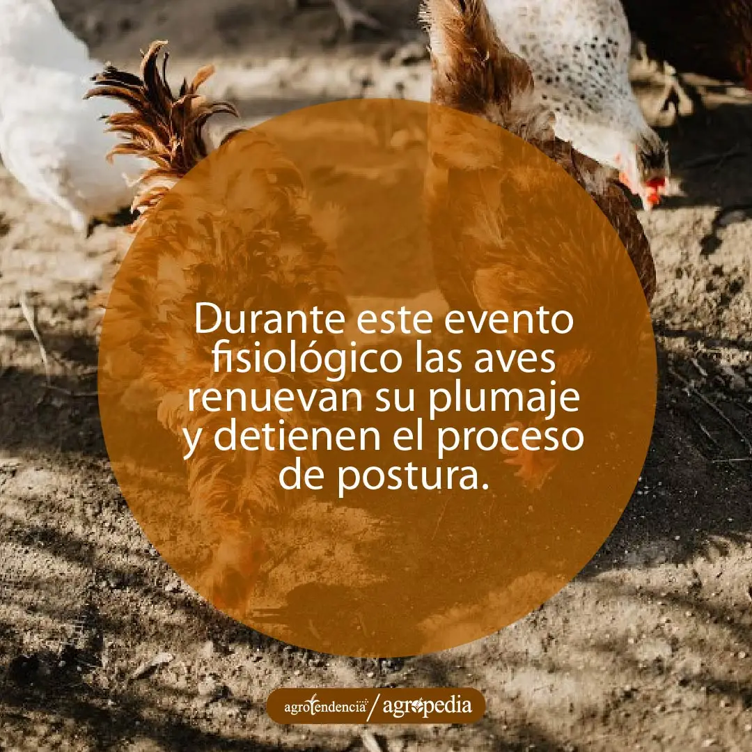 grupo de gallinas y una mudando plumas