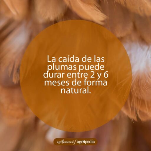 Plumas