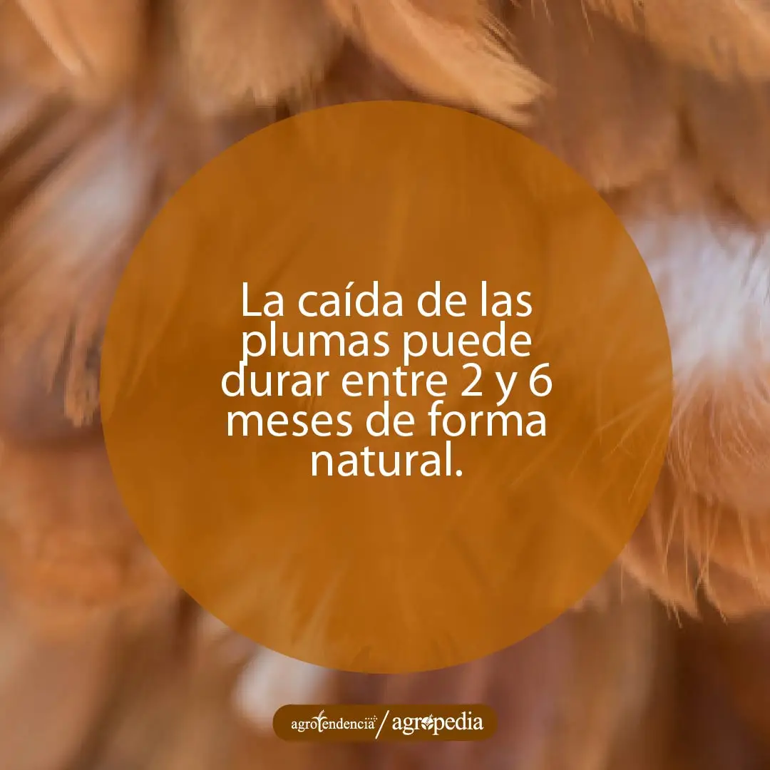 Plumas