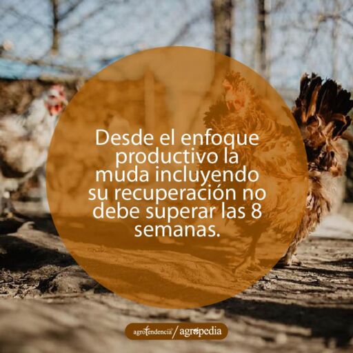 Una gallina roja erizada