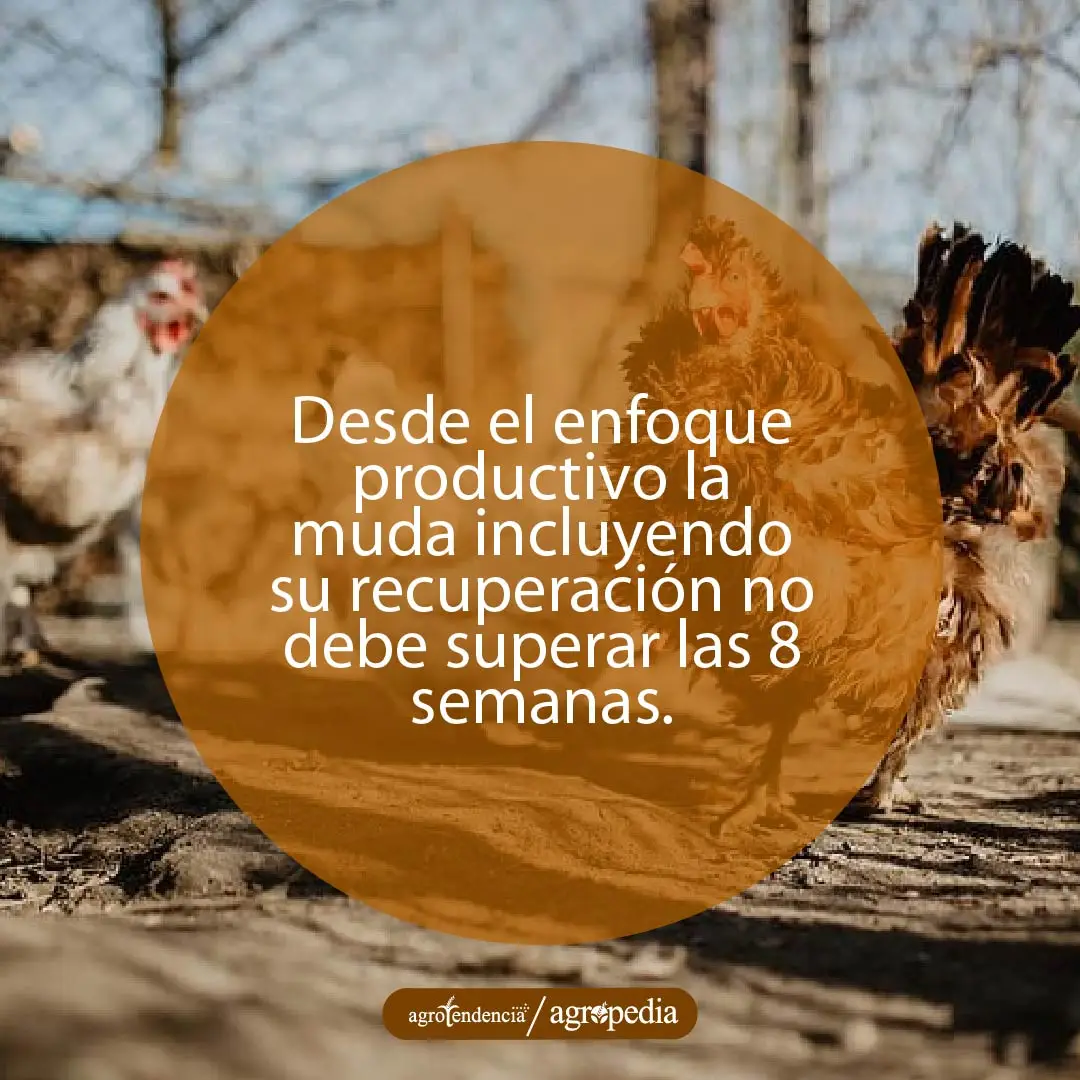 Una gallina roja erizada