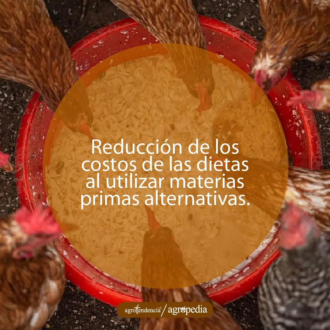gallinas comiendo granos en envase redondo