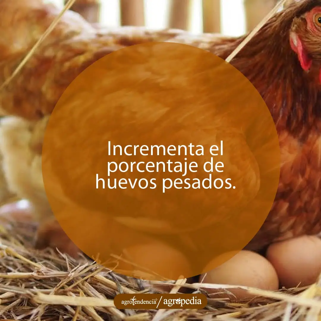 una gallina echada sobre sus huevos