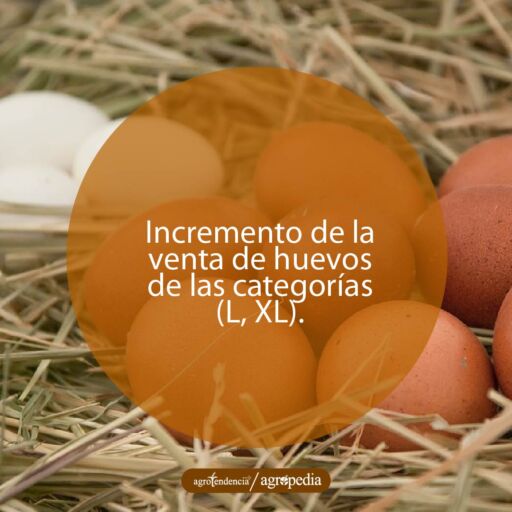 Huevos más grandes por la muda de las gallinas ponedoras