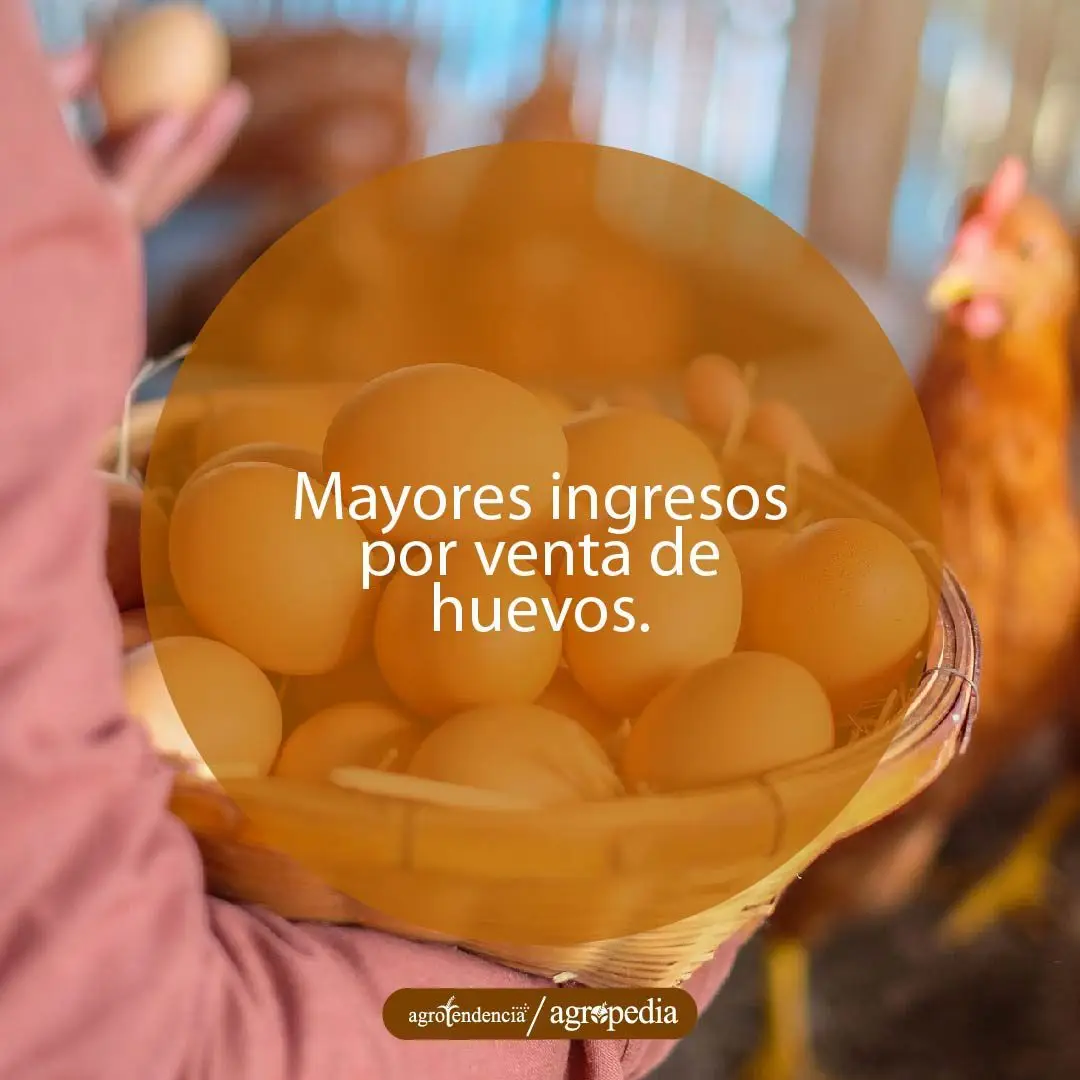 persona sosteniendo cesta con huevos