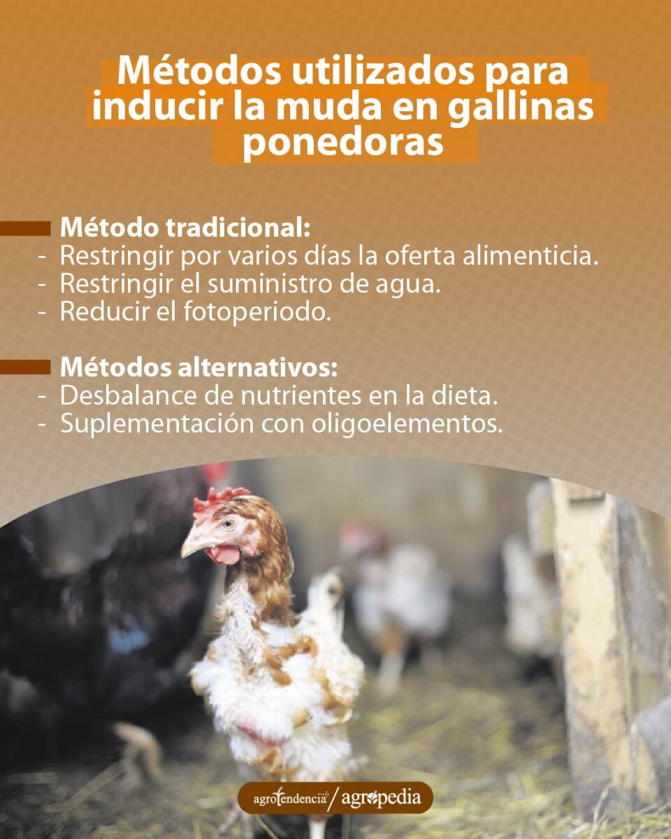 una gallina desplumada