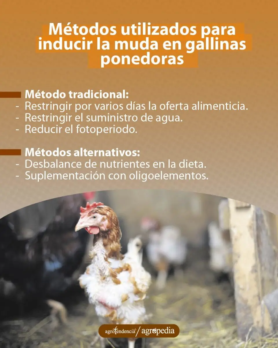 una gallina desplumada