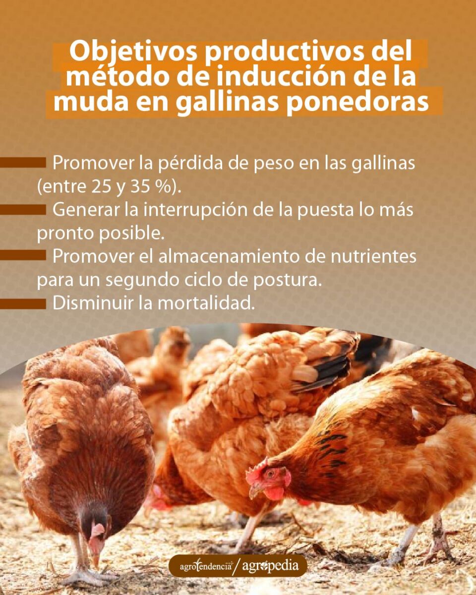 gallinas rojas picoteando piso