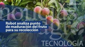 Robot analiza punto de maduración del fruto para su recolección