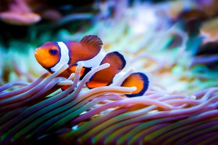 pez payaso nadando encima de una anemona 