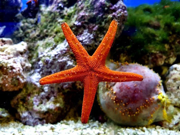 Estrella de mar en un acuario
