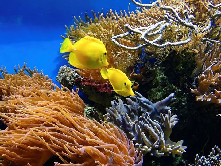 dos peces amarillos nadando entre corales