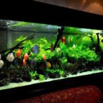 acuariofilia - peces ornamentales -
