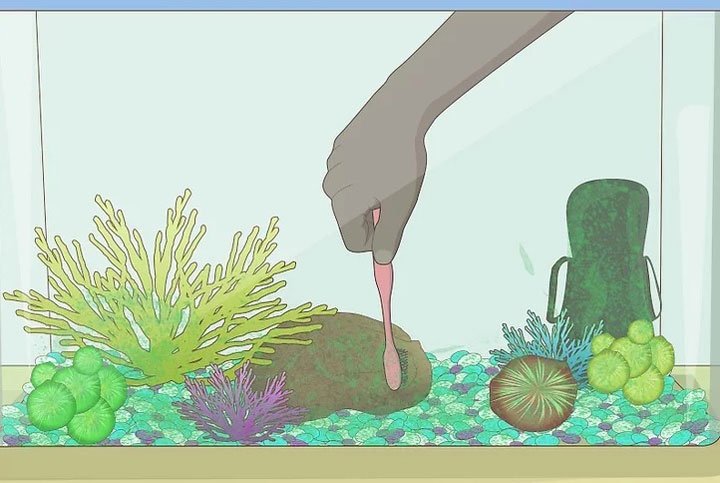 Dibujo de la limpieza de elementos decorativos dentro del acuario