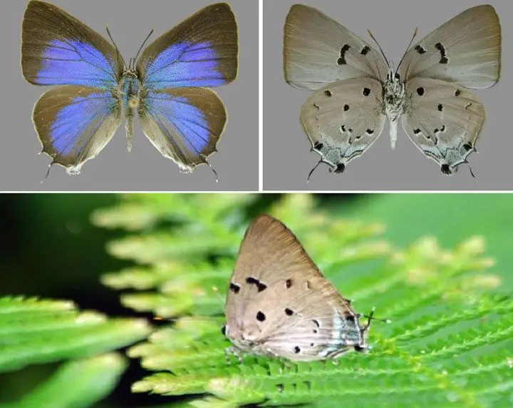 Mariposa barrenadora de la fruta de guanábana