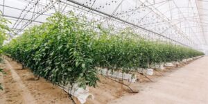 fertirrigación - cultivo hidropónico
