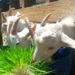 forraje verde hidropónico - cría de cabras