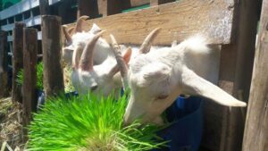 forraje verde hidropónico - cría de cabras