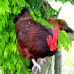 rhode island red - gallinas ponedoras