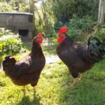 rhode island red - gallinas ponedoras