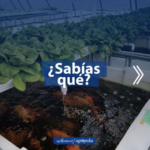 estanque con peces y la calidad del agua para regar bandejas sembradas con plantas