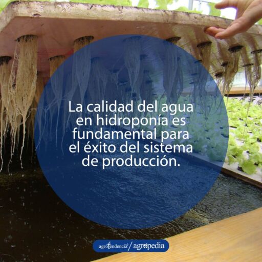 bandeja con hortalizas exponiendo las raíces