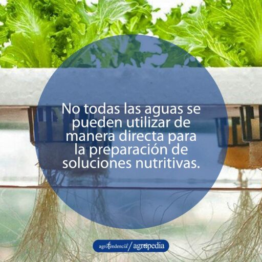 plantas de lechuga en lamina flotantes