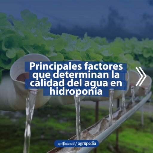 lechugas sembradas en tubos PVC