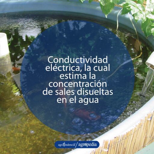 Estanque con agua de calidad