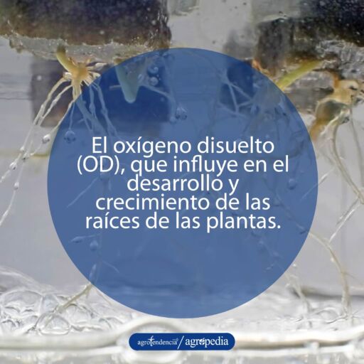raíces flotando entre agua de calidad