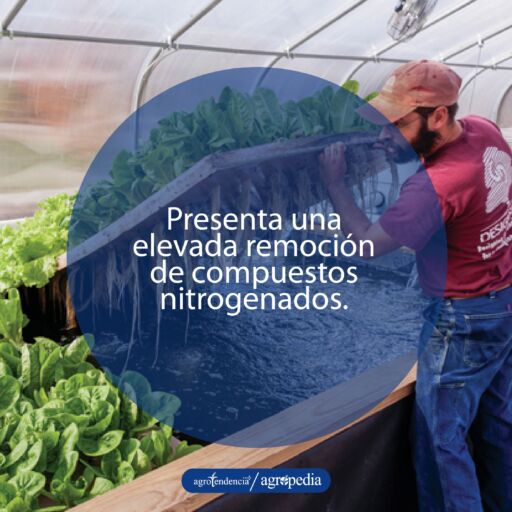 Hombre levantando lamina flotante sembrada de lechuga