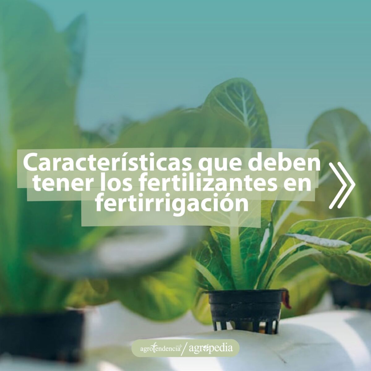 plántulas de acelga bajo el sistema de fertirrigación