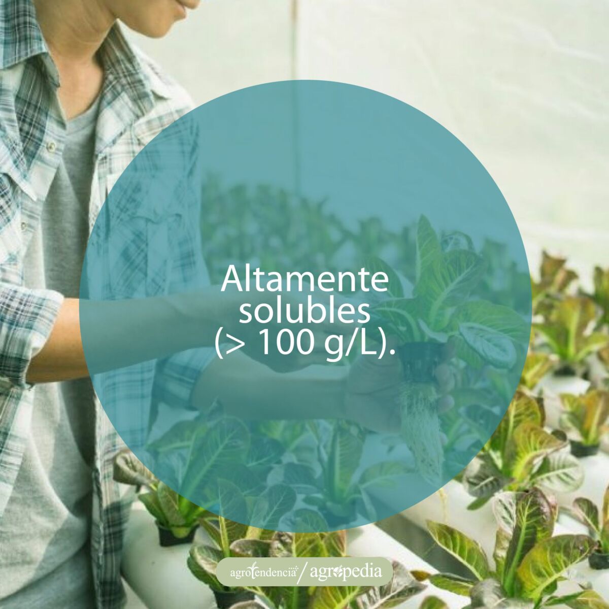 una persona tomando una plántula bajo sistema de fertirrigación