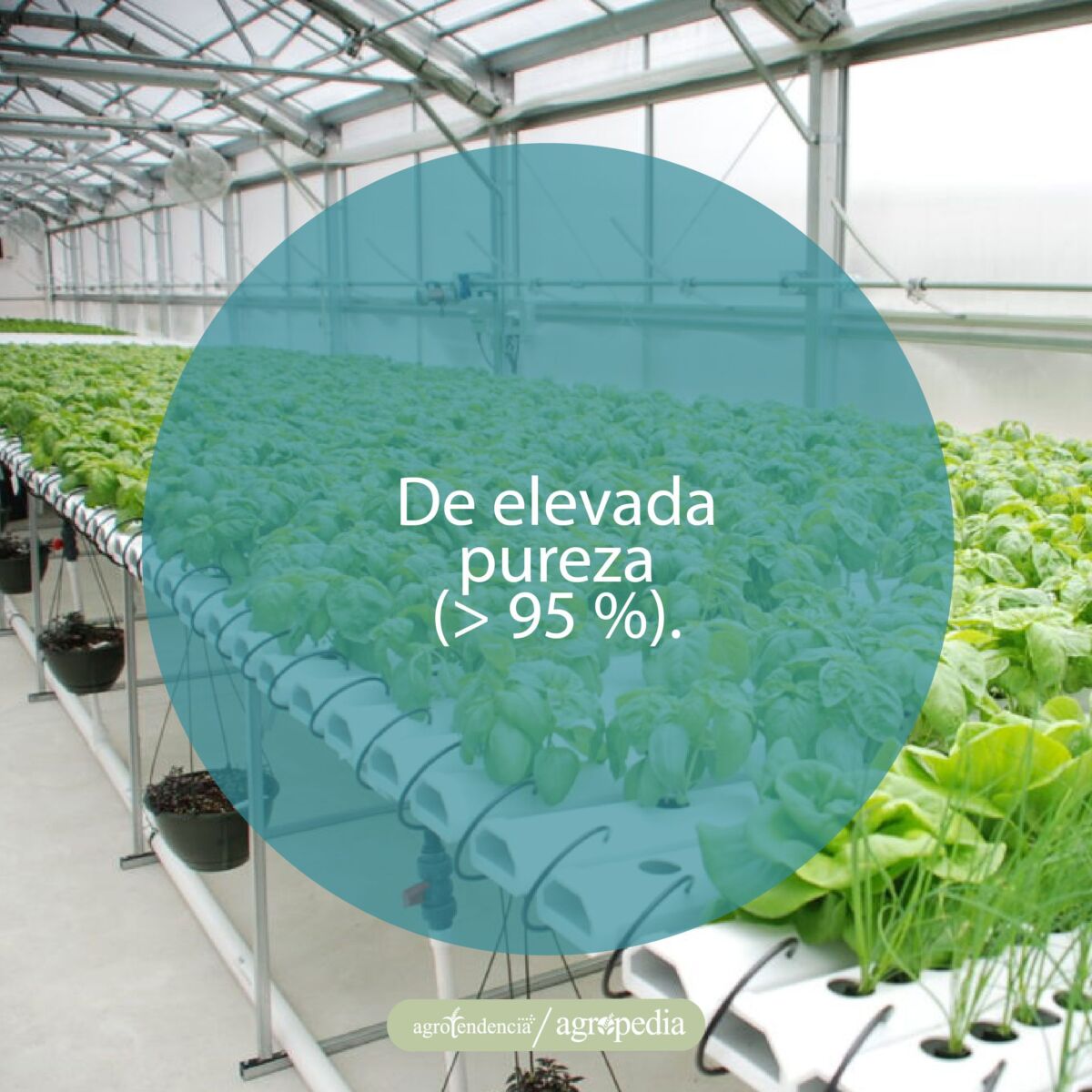 plantas sembradas en invernadero bajo sistema de fertirrigación